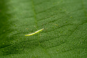 stinkbug in the wild state
