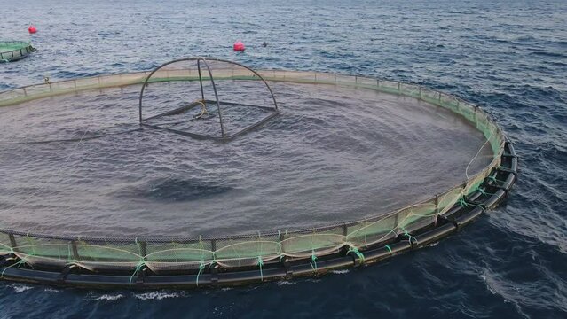 Close-up of aquaculture saltwater fish farm growing cages in calm waters