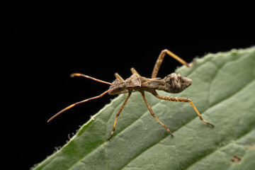 Riptortus pedestris in the wild state