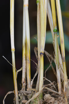Halmbruch, Pseudocercosporella herpotrichoides, Winterweizen, Halmbasis