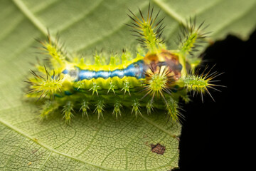 cnidocampa flavescens larva in the wild state