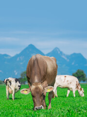 Fototapeta na wymiar Cows are grazing on a meadow in Switzerland. Cattle pasture in a green field.