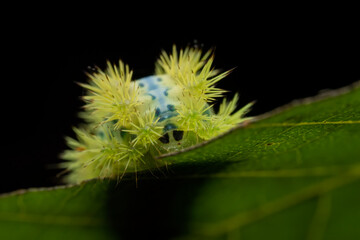 Parasa consocia larva in the wild state