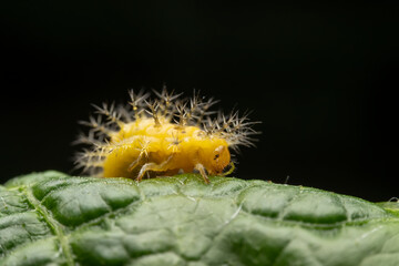 henosepilachna vigintioctomaculata larva in the wild state