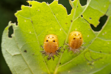Ladybug pupa in the wild state