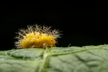 henosepilachna vigintioctomaculata larva in the wild state