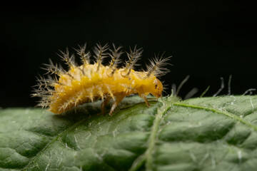 henosepilachna vigintioctomaculata larva in the wild state