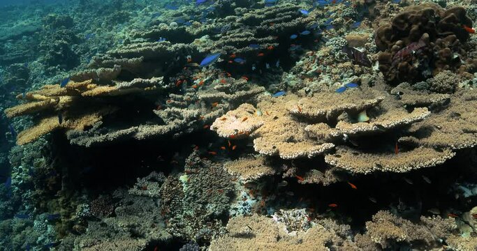Acropora cytherea corals shaped like horizontal tables with blue fish.