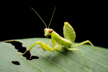 mantis in the wild state