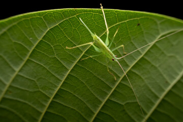 katydid in the wild state