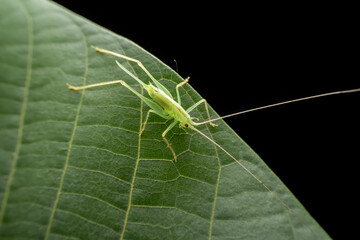 katydid in the wild state