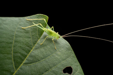 katydid in the wild state