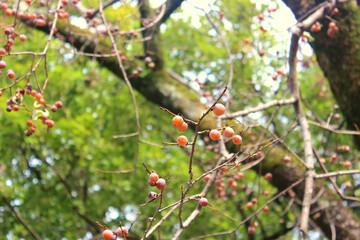Caucasian persimmon (lat. Diospyros lotus)	
