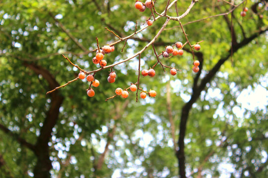 Caucasian persimmon (lat. Diospyros lotus). Small persimmon on a branch. Abkhazia
