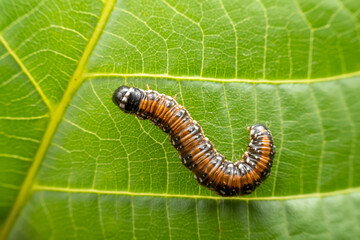 Loacstra muscosalis in the wild state