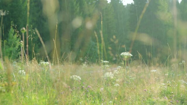 Warm summer rain over a flowering meadow
