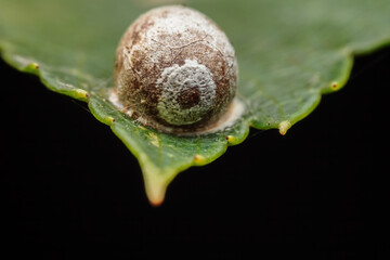 Limacodidae cocoon in the wild state