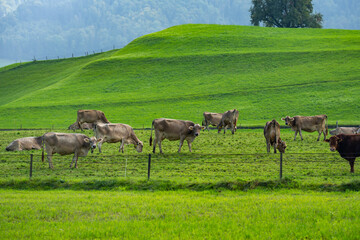 Cow pasture in Alps. Cows in pasture on alpine meadow in Switzerland. Cow pasture grass. Cow on...