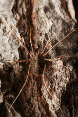 harvestman in the wild state