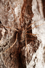 harvestman in the wild state