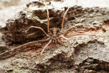 harvestman in the wild state