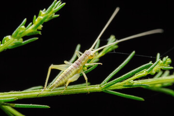 tree cricket in the wild state