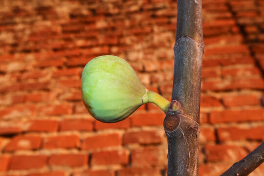 Fig fruit unripe color green detail vision nature tree