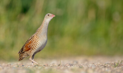 Corn crake - male bird at a meadow in the beginning of the summer