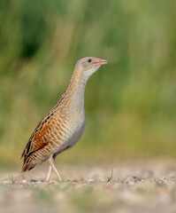 Corn crake - male bird at a meadow in the beginning of the summer