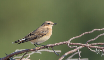Northern Wheatear - young bird in autumn