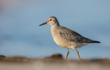 Red Knot - on the autumn migration way at a seashore
