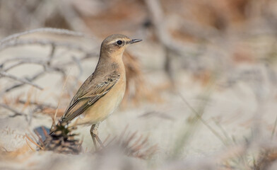 Northern Wheatear - young bird in autumn
