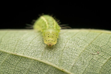 Lepidoptera larvae in the wild state