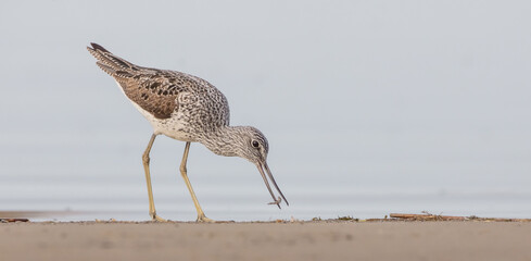 Common Greenshank feeding at a wetland in spring on a migration way