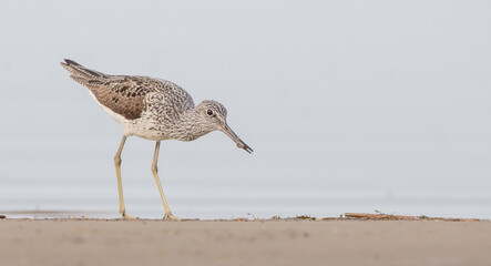Common Greenshank feeding at a wetland in spring on a migration way
