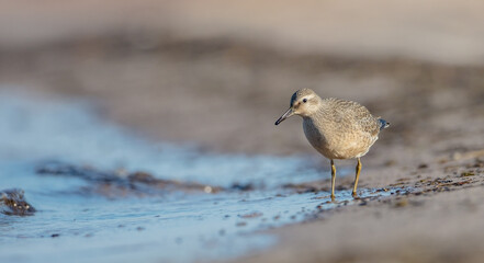 Red Knot - on the autumn migration way at a seashore