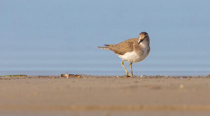 Common Sandpiper - feeding at a shore of lagoon on spring migration way