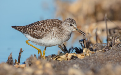 Wood Sandpiper  - in spring on the migration way at wetland