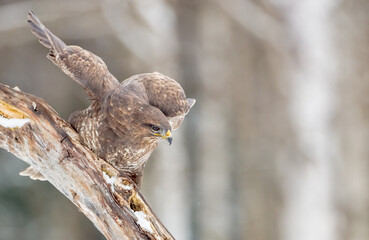 Common Buzzard in winter at a wet forest