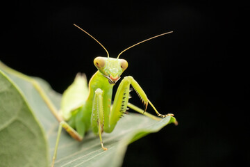 mantis in the wild state