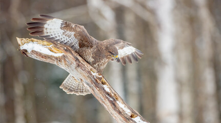 Common Buzzard in winter at a wet forest