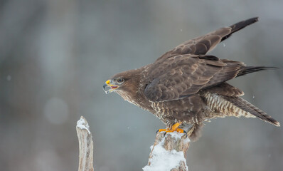 Common Buzzard in winter at a wet forest