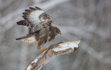 Common Buzzard in winter at a wet forest