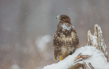 Common Buzzard in winter at a wet forest