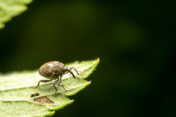 weevil in the wild state
