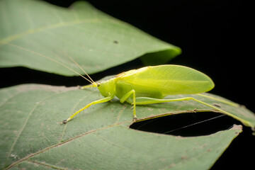 katydid in the wild state