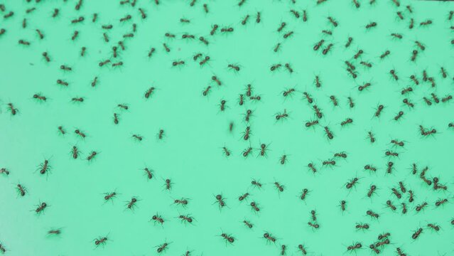 Group of ants on green background
