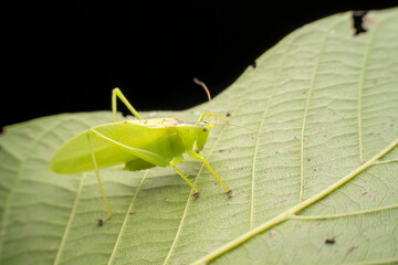 katydid in the wild state
