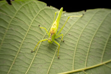 katydid in the wild state