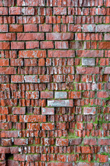 The texture of a ruined red brick wall overgrown with moss. The pattern of masonry